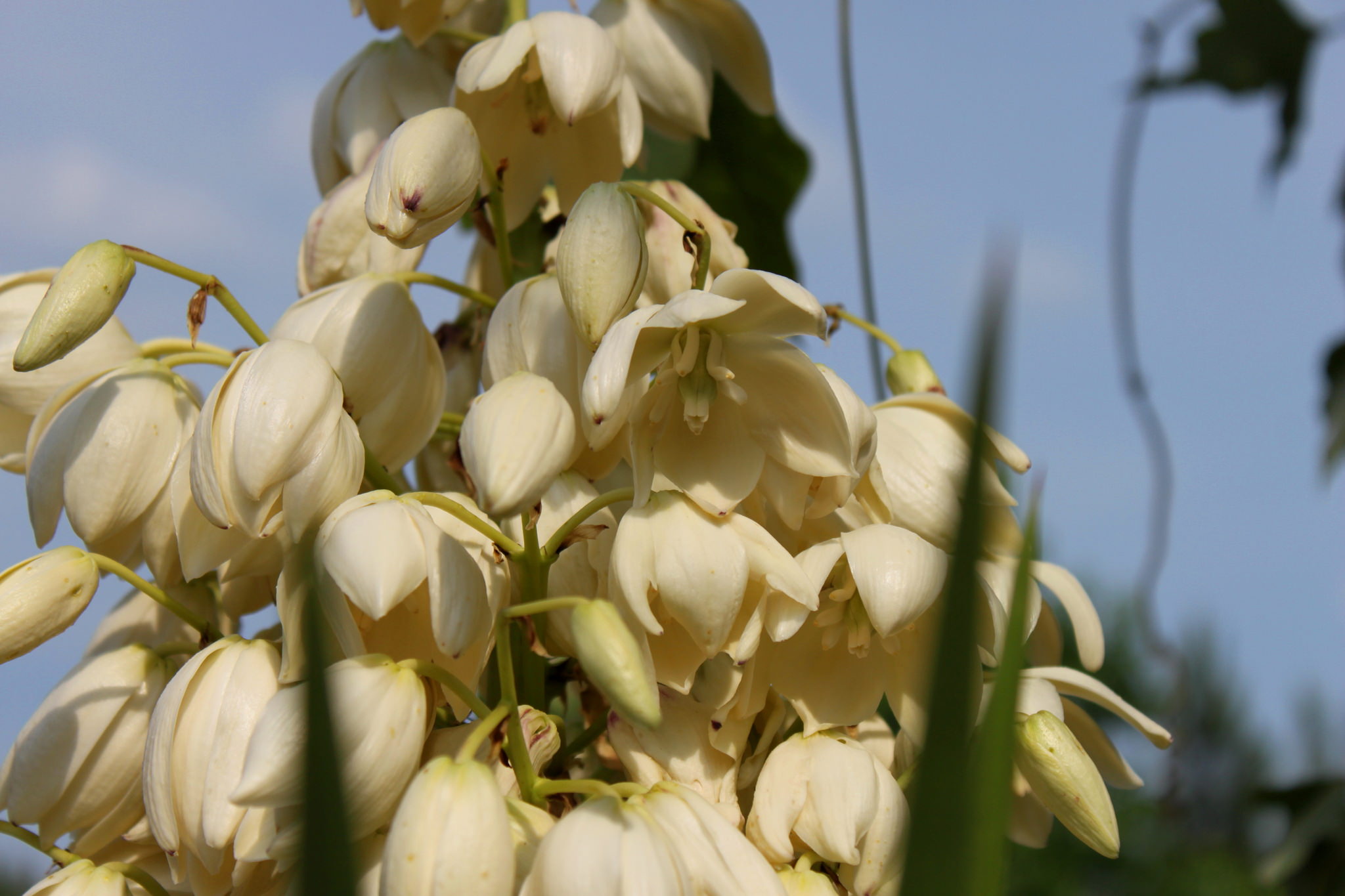 Yucca aloifolia